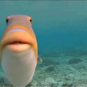 Meet your Posher, Emma